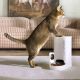 8. YumShare Solo Automatic Feeder with Camera