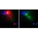 8. Levenhuk LabZZ SP20 LED