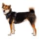 6. Ruffwear 30503-042M Dog / Cat Harness M Grey Nylon, Polyester Dog Non-stretch Harness