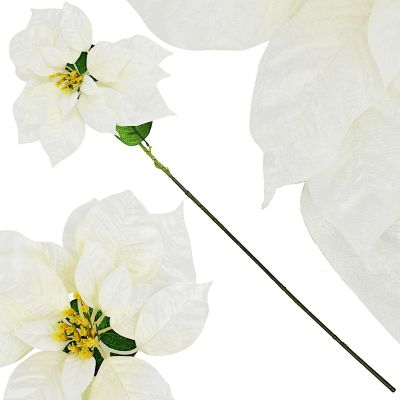 2. Poinsettia 30 cm, white
