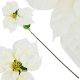 2. Poinsettia 30 cm, white