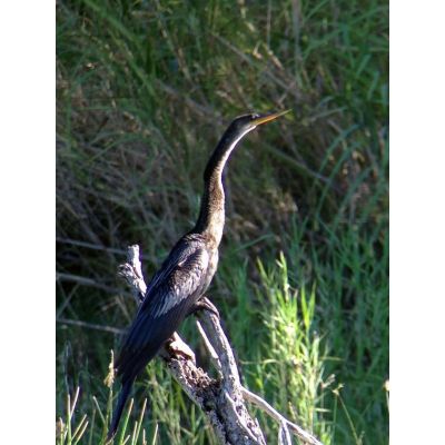 10. Celestron Regal M2 65ED Scope 48x BaK-4 Black, Green