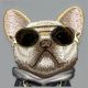 9. Nimmy Glasses Cool Dog iPhone 16 Case - Gray