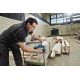 2. Bosch GST 12V-70 Professional cordless jigsaw 2800 spm 1.5 kg