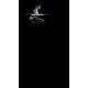 19. Headlamp Ledlenser H15R Work 502196