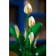 23. LEGO Botanical 11504 Spathiphyllum in a Pot