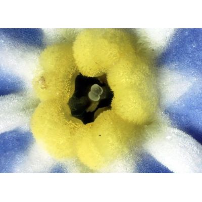 13. Delta Optical BioLight 100 microscope (blue)