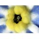 13. Delta Optical BioLight 100 microscope (blue)