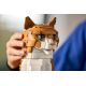 9. LEGO Ideas 21376 - Ginger Cat