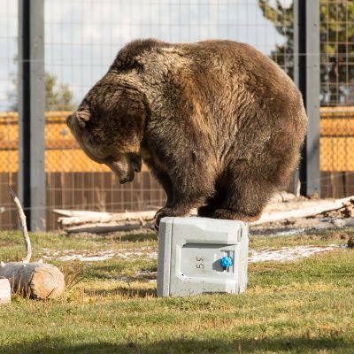 4. Lifetime 90949 Cooler
