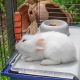 22. FERPLAST Rabbit 120 - rabbit cage