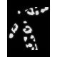 4. BOOKMAN Reflective Leopard Print sticker