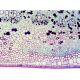 9. Delta Optical BioStage II microscope