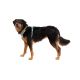 7. Ruffwear 30503-355S1 Dog/Cat Harness XS Green Nylon, Polyester Dog Non-Stretch Harness