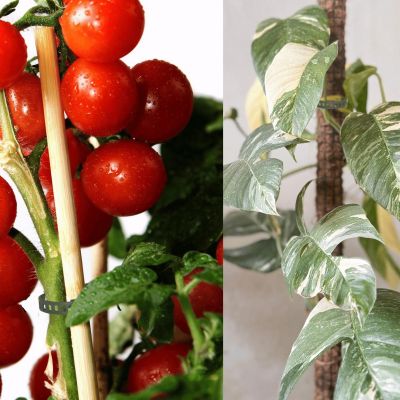 5. PLANT ACCESSORIES GARDEN BAND 8 PCS PROGARDEN