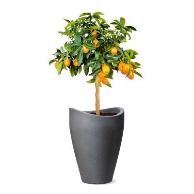 3. Scheurich 4033083542675 Outdoor Planter Potted Planter Freestanding Plastic Black