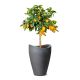 3. Scheurich 4033083542675 Outdoor Planter Potted Planter Freestanding Plastic Black