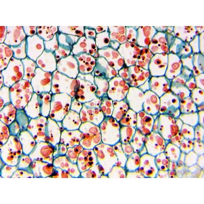 9. Delta Optical BioLight 300 microscope