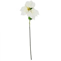 Poinsettia 30 cm, white