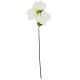 Poinsettia 30 cm, white
