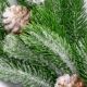 16. DECORATIVE PINE BRANCH WITH ROWNBERRY AND CONES 60CM