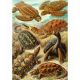 2. Good Loot Imagination Puzzle: Ernst Haeckel Chelonia - Sea Turtles, 1000 pieces