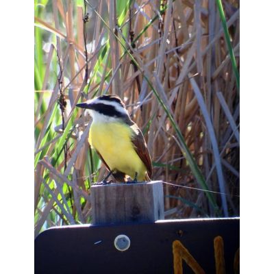 13. Celestron Regal M2 65ED Scope 48x BaK-4 Black, Green